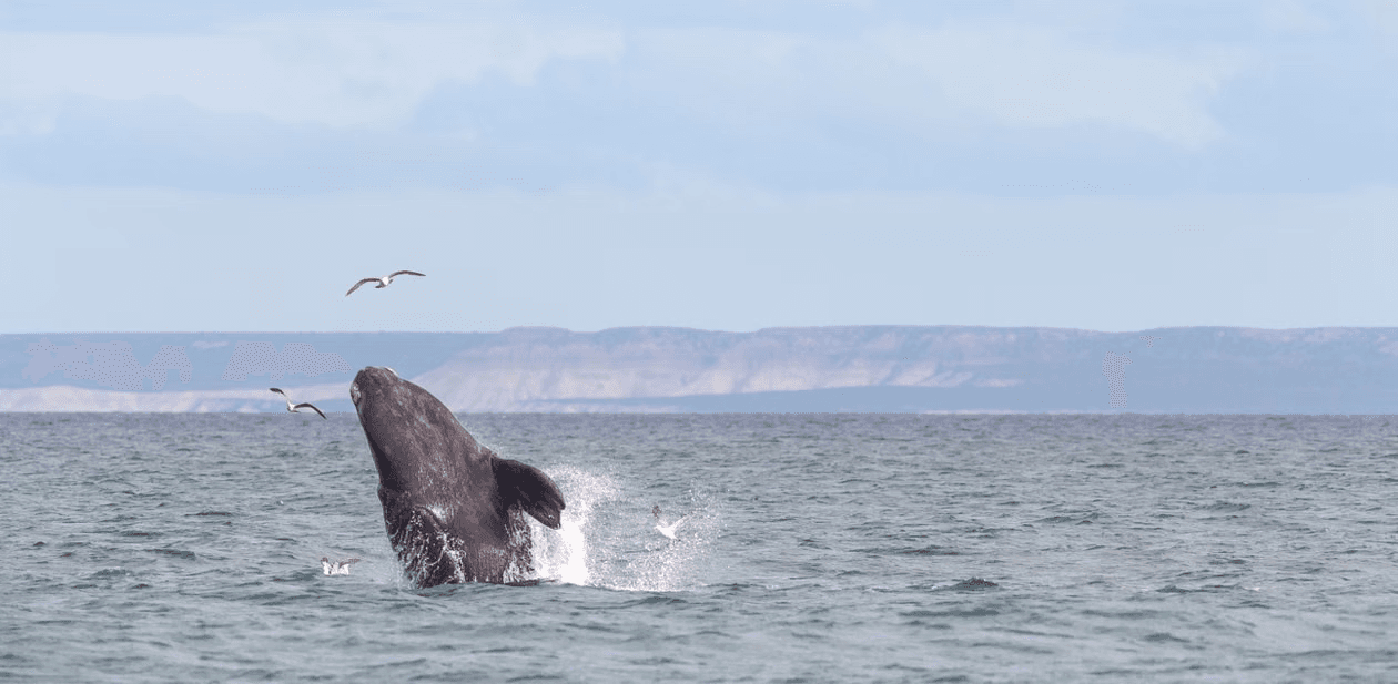 Puerto Madryn — paquete de viaje con 787 Rumbos
